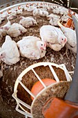 Hens feeding from a trough