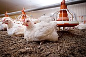 Hens sitting on a barn floor