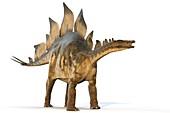 Stegosaur dinosaur,illustration
