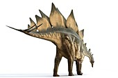 Stegosaur dinosaur,illustration