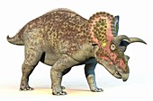 Triceratops dinosaur,illustration