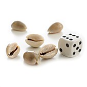 Money cowry sea shells and dice