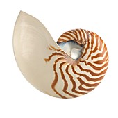 Chambered nautilus shell