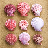 Scallop shells in rows