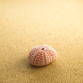 Sea urchin shell on sand