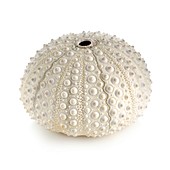 White sea urchin shell