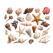 Selection of sea shells and star fish