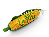 Genetically modified corn,illustration