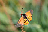 Garden acraea butterfly