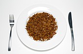 Plate of mealworm