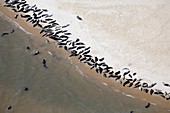 Seals on beach Scroby Sands