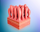 Small intestine wall,illustration