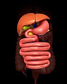 Human abdominal organs,illustration
