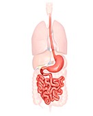 Human digestive system,illustration