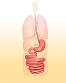 Human digestive system,illustration