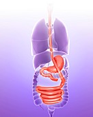 Human digestive system,illustration