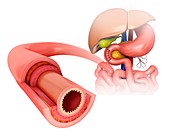 Small intestinal wall,illustration