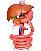 Gastric bypass,illustration