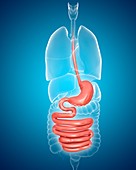 Human digestive system,illustration