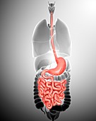 Human digestive system,illustration