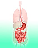 Human digestive system,illustration