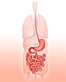 Human digestive system,illustration