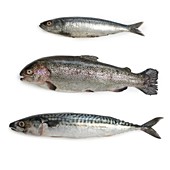 Sardine,rainbow trout and mackerel