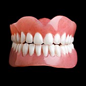 Model of human teeth