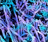 Streptomyces coelicoflavus bacteria,SEM