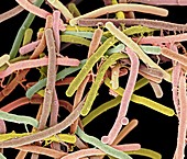 Rod-shaped bacteria,SEM