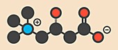 Carnitine food supplement molecule