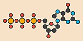 Deoxyguanosine molecule