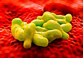 Campylobacter bacteria,illustration