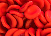 Red blood cells,illustration