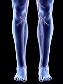 Legs with saphenous veins,artwork