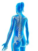 Spinal structure,Illustration