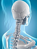 Human skeletal structure,Illustration