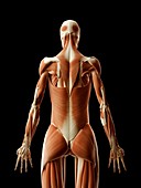 Human muscular system,Illustration