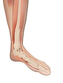 Human lower leg muscles,Illustration