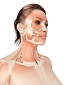 Facial and neck muscles,Illustration