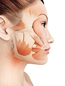 Facial muscles,Illustration