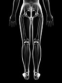 Human leg bones,Illustration