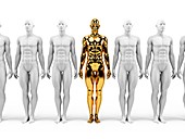 Gold and white human models,Illustration