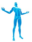 Human skeletal system,Illustration
