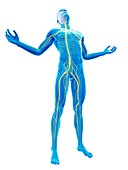 Human nervous system,Illustration