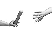 Hand anatomy of a runner,Illustration