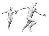 Anatomy of a runner,Illustration