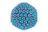 Adenovirus,illustration