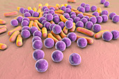 Bacteria,illustration