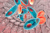Toxoplasma gondii in blood,illustration
